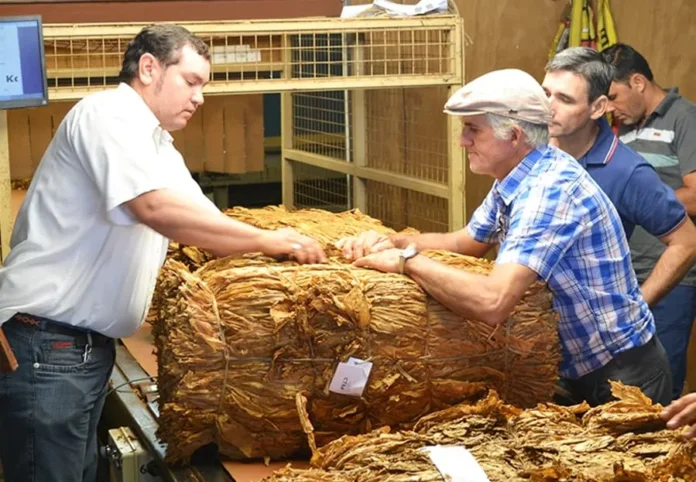tabaco7