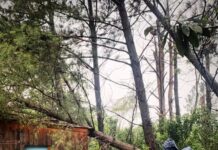 Fuerte tormenta provocó voladura de techos y caída de árboles y postes