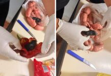 Un policía intentó ingresar marihuana oculta en alimentos para su hijo detenido en Posadas